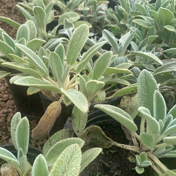 Lambs Ear 2L